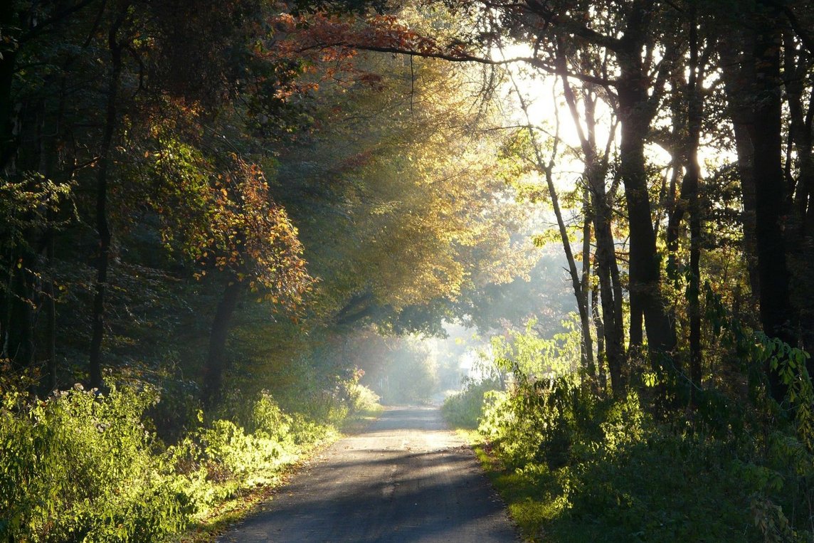 Dieses Foto zeigt einen Waldweg. 