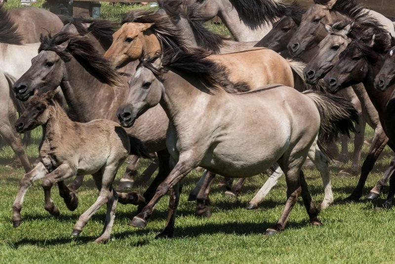 Merfeld, Wildpferdefang