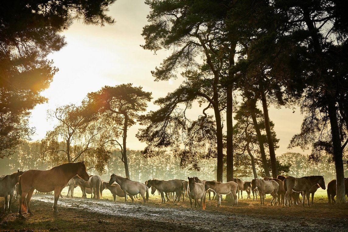 Dieses Foto zeigt Wildpferde im Merfelder Bruch.