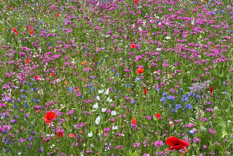 Bunte Blumen auf einer Wiese