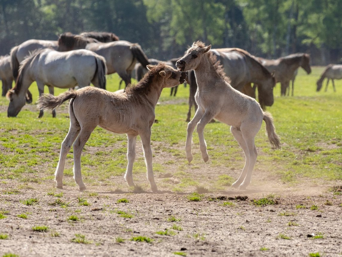 Das Bild zeigt zwei Wildpferdefohlen vor der Herde beim Spiel.