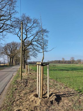 Neu gepflanzter Baum Dieses Foto zeigt einen neu gepflanzten Baum.