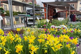 Auf dem Bild sieht man gelbe Narzissen auf dem Wochenmarkt