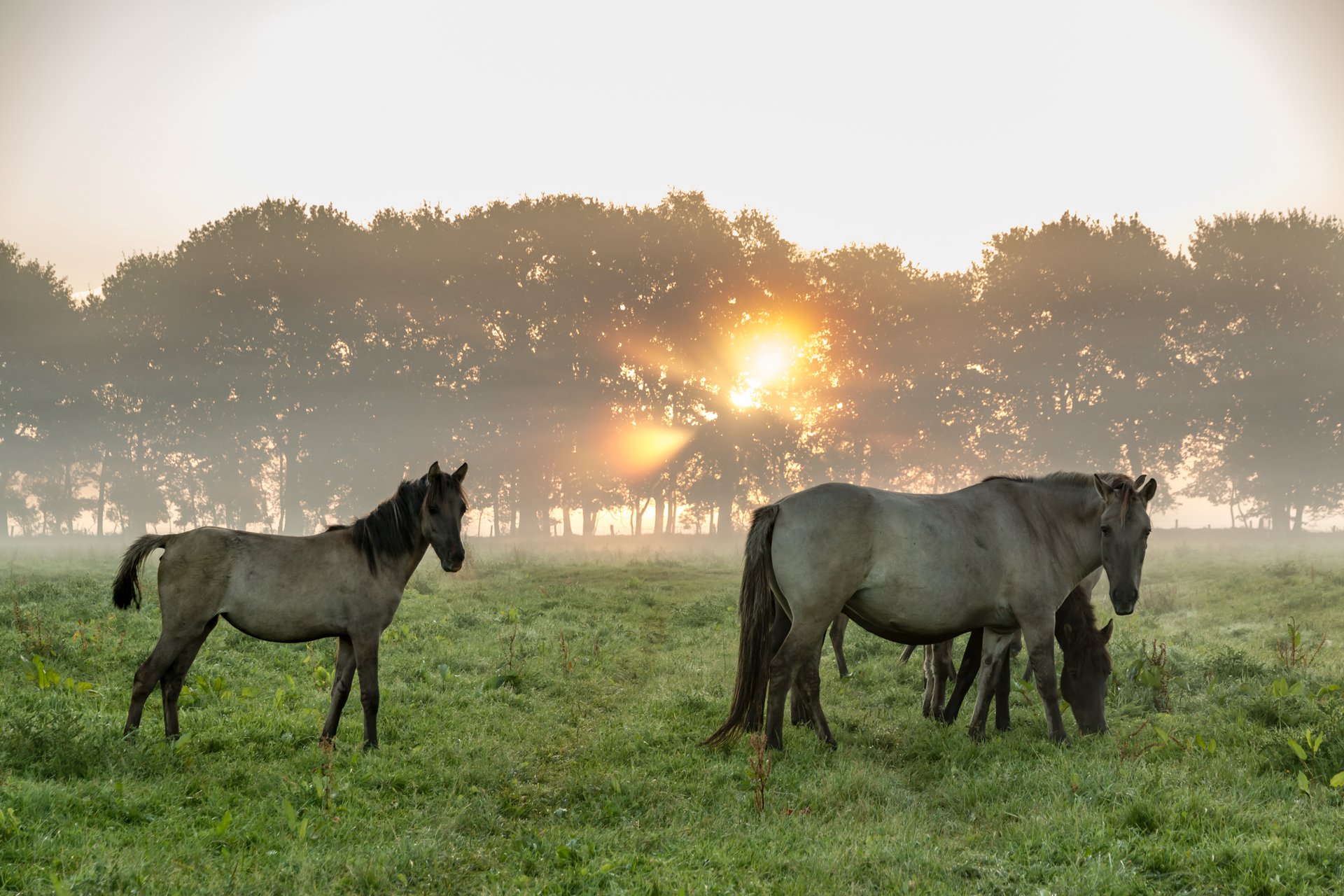  Die Dülmener Wildpferde, Stadt Dülmen Bildidee 