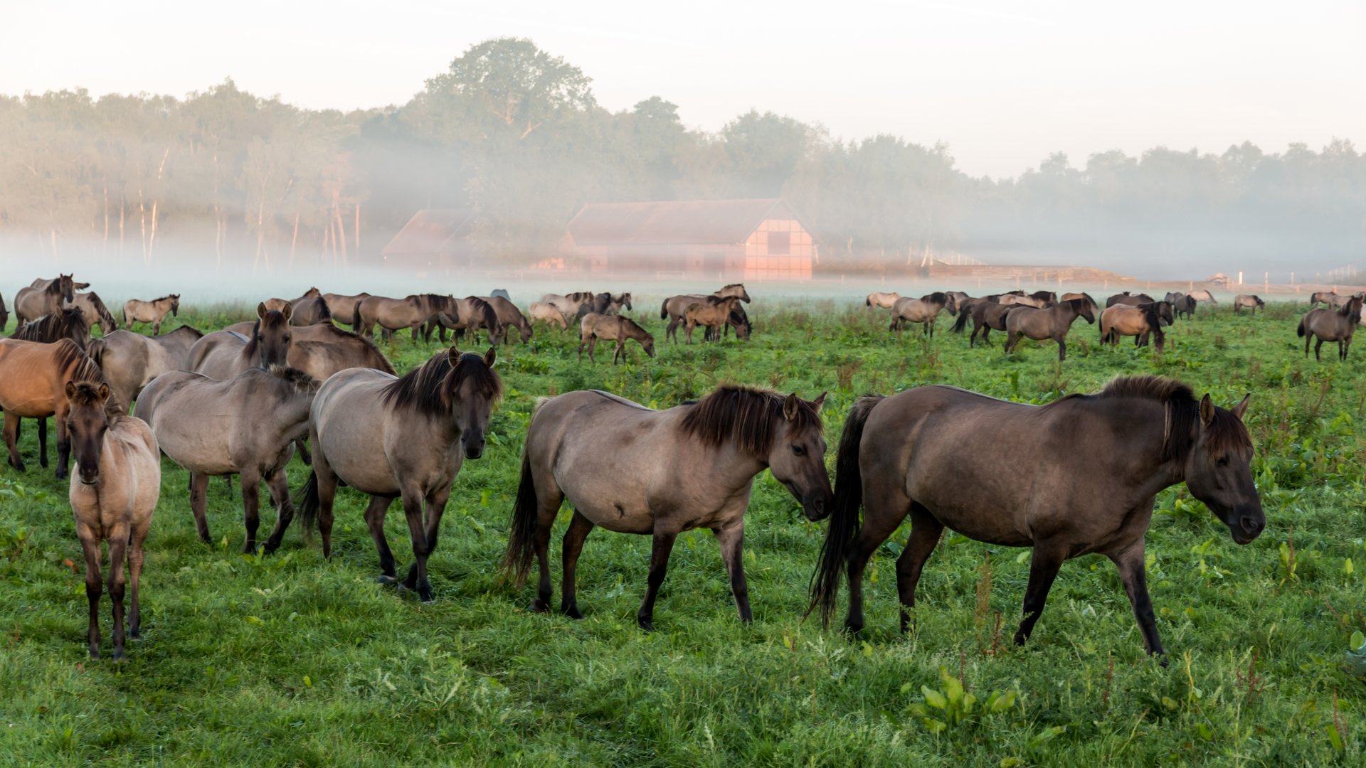  Die Dülmener Wildpferde, Stadt Dülmen 